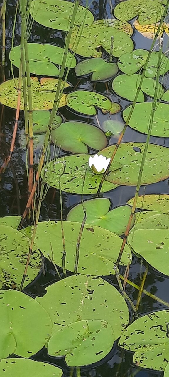 Гостиница Селигер Палас Осташков-253